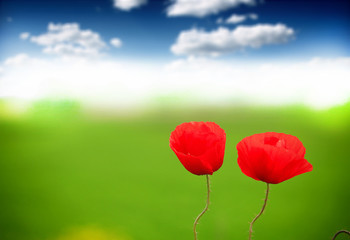 Fototapeta premium Field of poppies