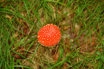 beautiful forest in the mountains