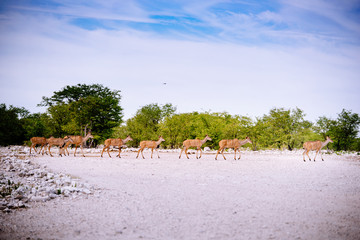 Kudus überqueren die Straße, Etoscha Nationalpark, Namibia