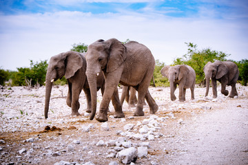 Elefanten passieren den Weg, Etoscha Nationalpark, Namibia