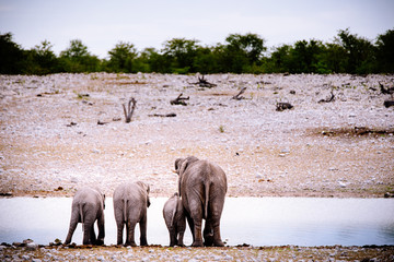 Elefant mit Jungtieren am Wasserloch, Etoscha Nationalpark, Namibia