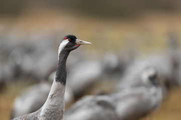 Portrait of a common crane