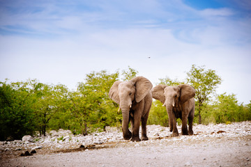 Fototapeta na wymiar Zwei Elefanten auf dem Weg, Etoscha Nationalpark, Namibia