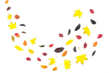 collection of beautiful colorful autumn leaves isolated on white background