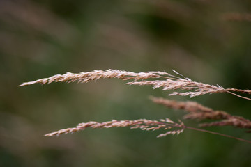 Zwei Grashalme freigestellt
