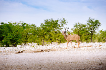 Männlicher Kudu, Etoscha Nationalpark, Namibia