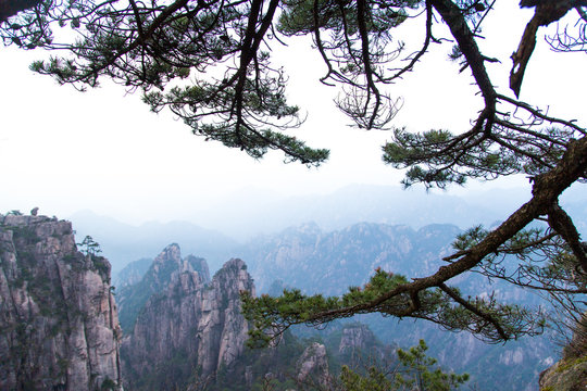Monkey watching the sea in Huang Shan