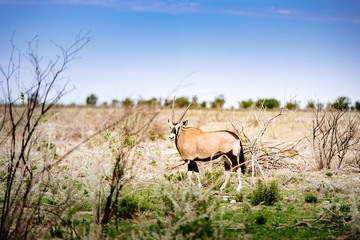 Einzelne Oryx Antilope, Etoscha Nationalpark, Namibia