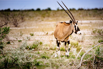 Einzelne Oryx Antilope, Etoscha Nationalpark, Namibia