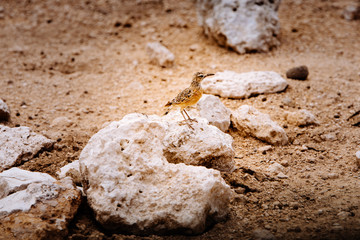 Zirplerche (Chersomanes albofasciata) auf einem Stein sitzend, Etoscha Nationalpark, Namibia