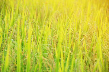 Rice field at sunlight