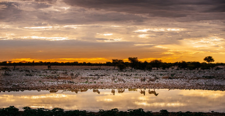 Zebras am Wasserloch Okaukuejo bei Sonnenuntergang, Etoscha Nationalpark, Namibia