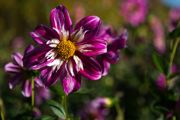 Obraz premium Dahlie im Dahliengarten in Bad-Neuenahr
