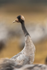 Portrait of a young common crane
