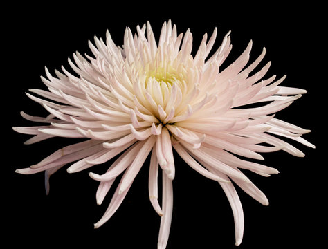 Pink Chrysanthemum On A Black Background