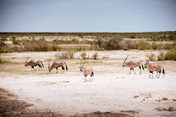 Fototapeta na wymiar Gruppe Oryx Antilopen, Etoscha Nationalpark, Namibia