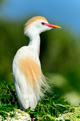 Cattle egret