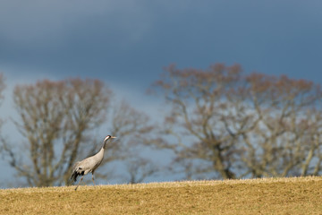 Common crane in a wetland at a stopover site