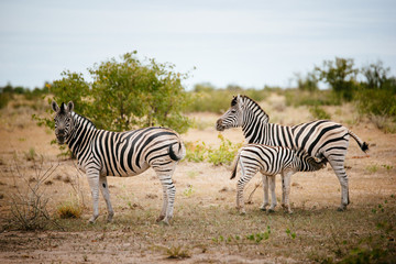Fototapeta na wymiar Zebra mit säugendem Fohlen, Etoscha Nationalpark, Namibia