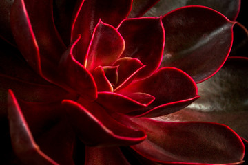Succulent echeveria