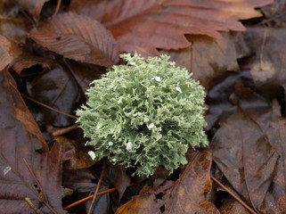 落ち葉の上に落ちた丸い苔のボール