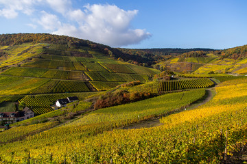 Weinberge im Ahrtal bei Mayschoss, Rotweinwanderweg, Rheinland-Pfalz