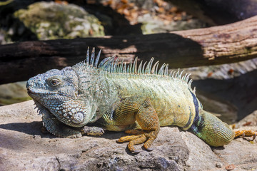 Green iguana (Iguana iguana rhinolopha).