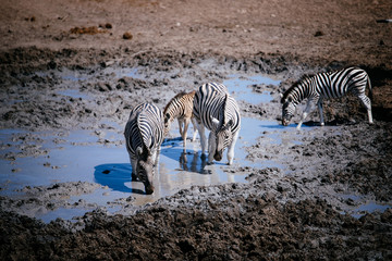Fototapeta na wymiar Zebras im Wasserloch, Etoscha Nationalpark, Namibia