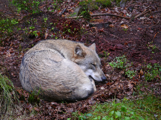 Obraz premium schlafender Europäischer Grauwolf / Canis Lupus