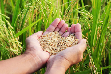 man hand with rice field at evening light