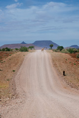 Giraffe &uuml;berquert die Stra&szlig;e
