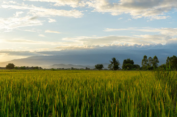 Fototapeta premium golden rice field in the evening time, beautiful rice field with mountain in Thailand