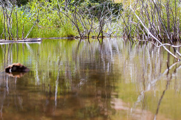 Beaver Ponds on Horse Thief Falls Trail