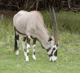 Naklejka na ściany i meble Lone Gemsbok Antelope grazing at a treeline