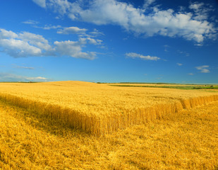 Wheat field against a blue sky