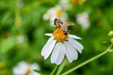 Bee