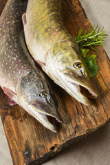 pike fish- Esox lucius