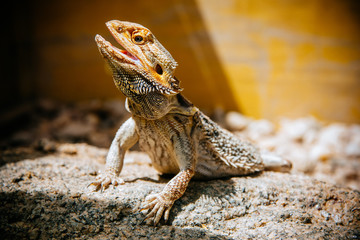 Bartagame auf Stein, Swakopmund, Namibia