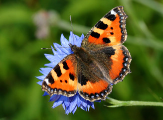 Colourful European Small Tortoiseshell butterfly (Aglais urticae) feeding on corn flower