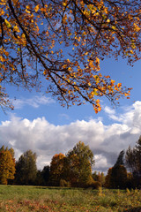 Naklejka premium Landscape with maple tree branch with yellow leaves against blue sky