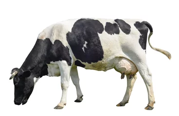 Fotobehang Grappige schattige koe geïsoleerd op wit. Pratende zwart-witte koe. Grappige nieuwsgierige koe. Boerderijdieren. Koe, staande ten voeten uit voor witte achtergrond, huisdier koe op wit. © esvetleishaya
