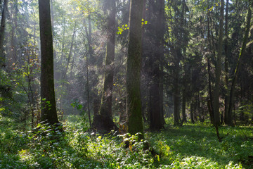 Sunbeam entering rich deciduous forest