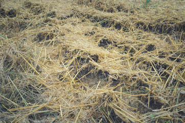 Dry straw background vintage toned