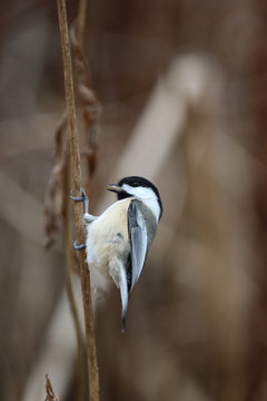 m&eacute;sange &agrave; t&ecirc;te noire