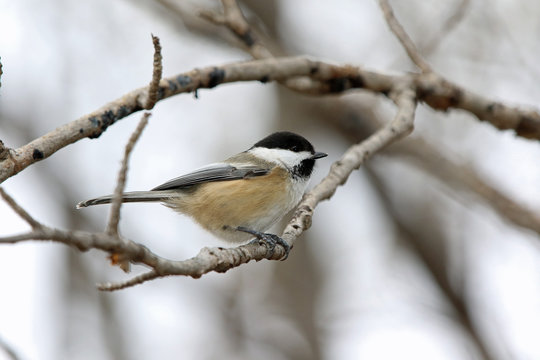 m&eacute;sange &agrave; t&ecirc;te noire