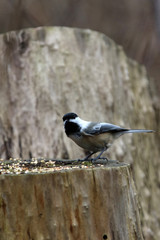 mésange à tête noire