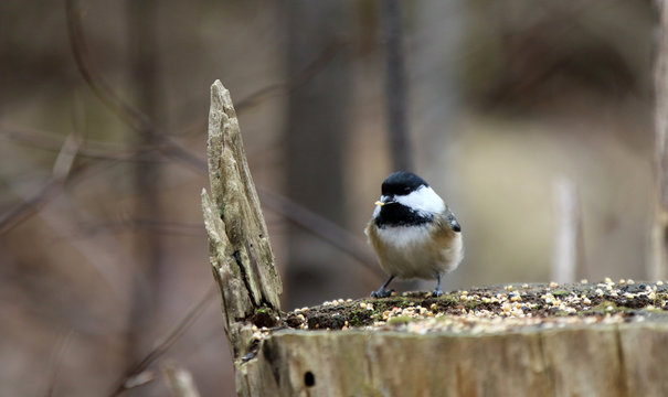 m&eacute;sange &agrave; t&ecirc;te noire