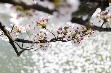 弘前公園の桜