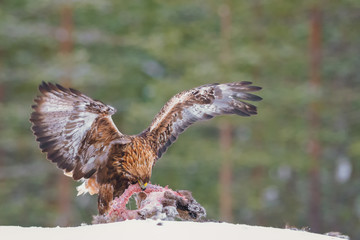 Golden eagle eating a racoon carcass