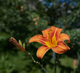 Fototapete bei efototapeten.de bestellen   